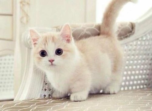 Πώς οι γάτες ήρθαν στον κόσμο πριν από 9.500 χρόνια