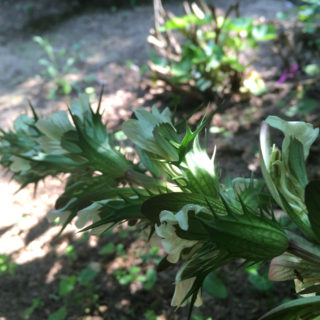 Αρχαία δόξα – σύγχρονη κουταμάρα: η ακάνθος