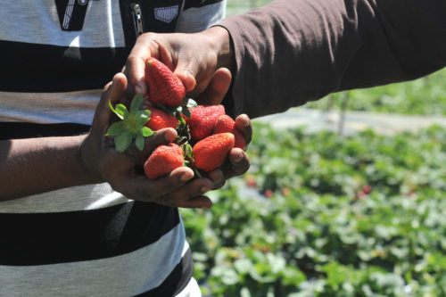 Ζητούν επανεξέταση της καταδίκης για Μανωλάδα