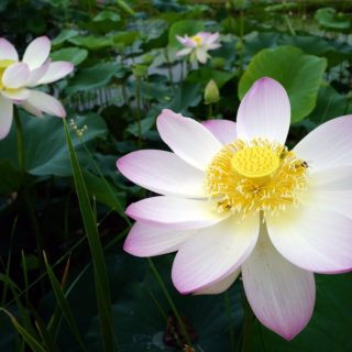 Ανθισμένοι Λωτοί στη λίμνη Kwangok της Νότιας Κορέας