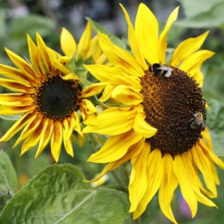 Ηλίανθοι στον αστικό κήπο του Vattenfall στο Βερολίνο της Γερμανίας