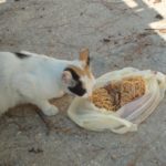 Διαμαρτυρία για τις δηλητηριασμένες γάτες στην Πλάκα