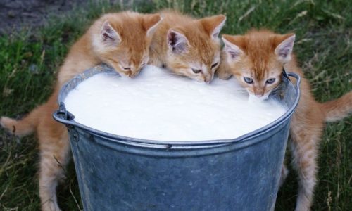 Πως μία γάτα ανακάλυψε τυχαία ένα νέο είδος πλαστικού τον 19ο αιώνα