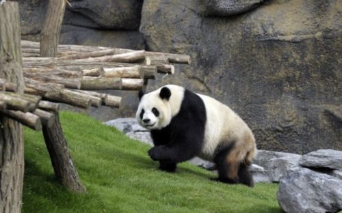 Ένα υγιέστατο αρσενικό πάντα γεννήθηκε στο Κέντρο Έρευνας Γιγάντιων Πάντα της Τσενγκντού