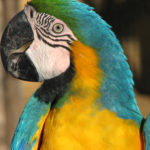 Παπαγάλος στο Μίσιγκαν αποκάλυψε δολοφόνο