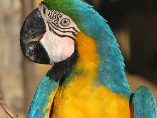 Παπαγάλος στο Μίσιγκαν αποκάλυψε δολοφόνο