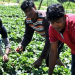 Ανακλήθηκε η αίτηση της Ελλάδας για επανεξέταση της υπόθεσης της Μανωλάδας