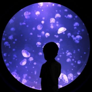 Κοιτάζοντας τσούχτρες