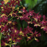 VIP ορχιδέες στην Σιγκαπούρη