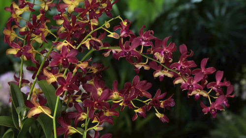 VIP ορχιδέες στην Σιγκαπούρη