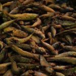 Γιορτή σαρδέλας σήμερα στην Καλαμαριά