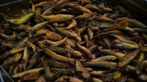 Γιορτή σαρδέλας σήμερα στην Καλαμαριά