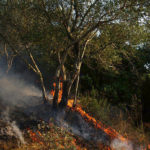 Υπό μερικό έλεγχο η πυρκαγιά στο Μικροχώρι Ωρωπού