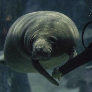 Η Canola, η τρίχρονη manatee κολυμπά μαζί με τον υπεύθυνο της