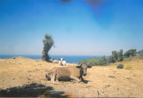 Αυστραλία: Επιστήμονες ταυτοποίησαν γονίδια που καθορίζουν το ύψος των βοοειδών