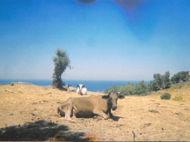 Αυστραλία: Επιστήμονες ταυτοποίησαν γονίδια που καθορίζουν το ύψος των βοοειδών