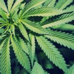 Τριπλάσιος ο κίνδυνος θανάτου από υπέρταση για τους χρήστες μαριχουάνας