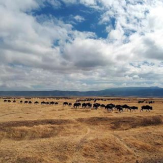 Αν ακούσεις ένα λιοντάρι να βρυχάται ενώ κοιμάσαι στην Τανζανία, απλά γύρισε πλευρό…