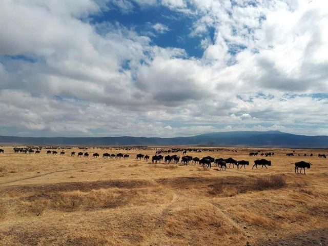 Αν ακούσεις ένα λιοντάρι να βρυχάται ενώ κοιμάσαι στην Τανζανία, απλά γύρισε πλευρό…