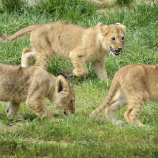 Τρία λιοντάρι στο πάρκο Beekse Bergen