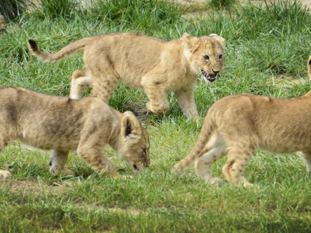Λαθροκυνηγός κατασπαράχθηκε από αγέλη λιονταριών σε καταφύγιο της Νότιας Αφρικής