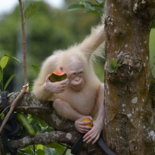 Η Alba η πεντάχρονη αλμπίνο οραγγουτάκος