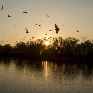 Ένα σμήνος πτηνών «Little Red Flying Foxes» στην Αυστραλία