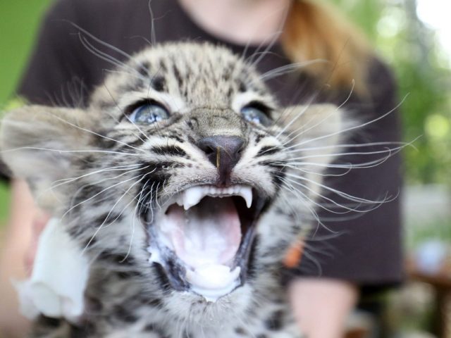 Η Behrooz, η έξι εβδομάδων λεοπάρδαλη του ζωολογικού κήπου Jaszbereny Jaszbereny