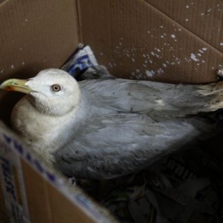 ΑΝΙΜΑ: Εκεί που βρίσκουν περίθαλψη τα πουλιά του πετρελαίου