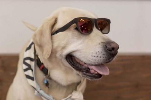 #GiveLoveTOMSGreece: Ένας διαγωνισμός αγάπης με πρωταγωνιστή το pet σου!