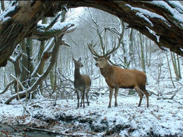 Μάθαμε την ταινία έναρξης για το Φεστιβάλ Κινηματογράφου στην Θεσσαλονίκη