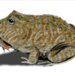 Ο προϊστορικός βάτραχος που μπορούσε να φάει ολόκληρους δεινόσαυρους