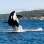 Οι φάλαινες και τα δελφίνια έχουν «ανθρώπινες» κοινωνίες και πολιτισμούς