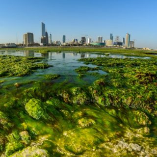 Πράσινα φύκια στις παραλίες του Κουβέιτ