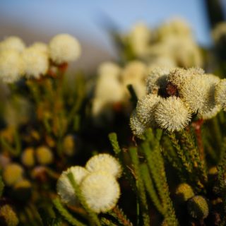 Άγρια λουλούδια Fynbos στο της Cape TownΝότιας Αφρικής