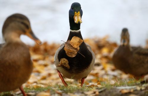 Ποια μέρα και ώρα αρχίζει ακριβώς το φθινόπωρο