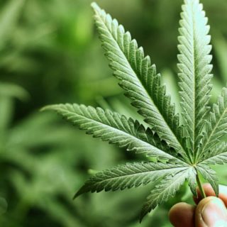 H κάνναβη προκαλεί πιθανώς γενετικές αλλαγές στο σπέρμα