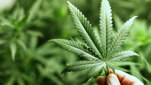 Καναδάς: Η χώρα νομιμοποίησε τη χρήση κάνναβης για ψυχαγωγικούς σκοπούς