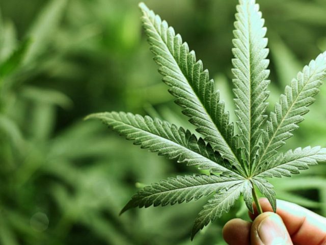 H κάνναβη προκαλεί πιθανώς γενετικές αλλαγές στο σπέρμα