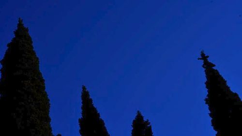 Θεσσαλονίκη: ‘Οχι άλλα κυπαρισσοειδή στην πόλη