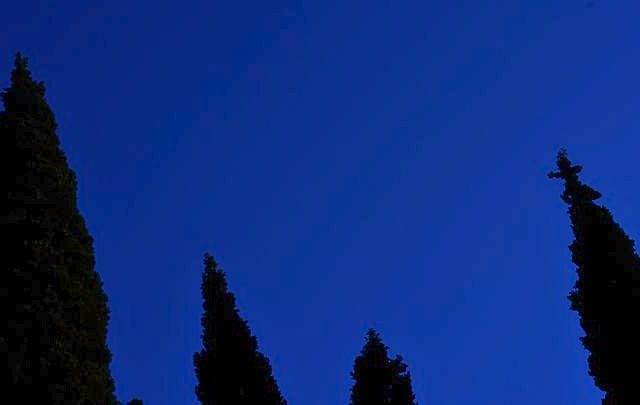 Θεσσαλονίκη: ‘Οχι άλλα κυπαρισσοειδή στην πόλη