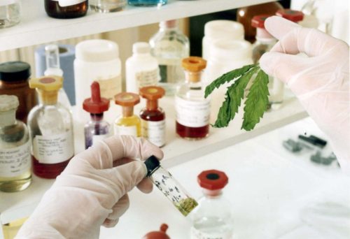 Καστοριά: Συνελήφθη ζευγάρι με 40 κιλά κάνναβης