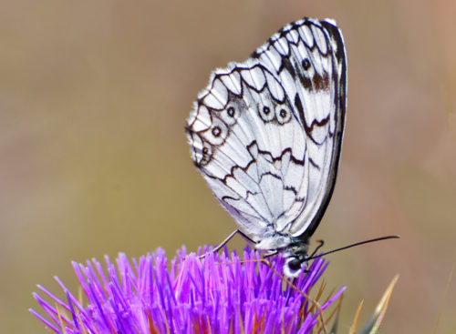 Ρόδος: Νέο είδος εντόμου ανακαλύφθηκε στην Κοιλάδα των Πεταλουδών