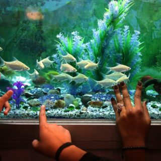 Παγκόσμιας Ημέρας Αλιείας στο Τζαμού της Ινδίας