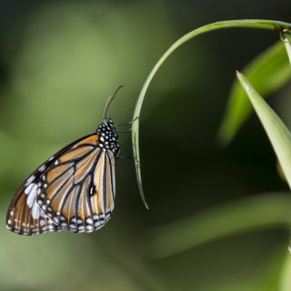 Πεταλούδες στο πάρκο του Χονγκ Κονγκ