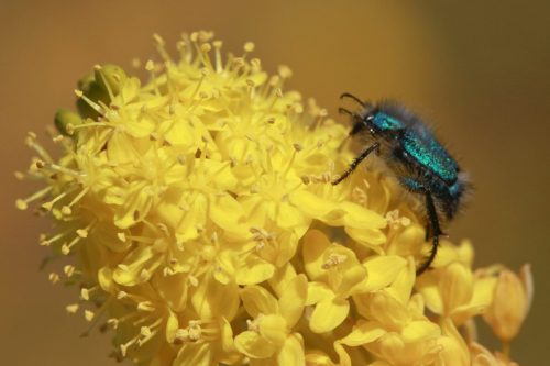 Επιστήμονες δημιούργησαν σκαθάρι με τρίτο μάτι