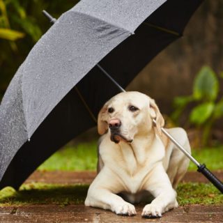 5 συμβουλές για το πώς να πηγαίνετε βόλτα τον σκύλο σας στη βροχή