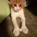 Η «πρώτη γάτα της Νέας Ζηλανδίας» έχασε την ζωή, αφού την χτύπησε αυτοκίνητο