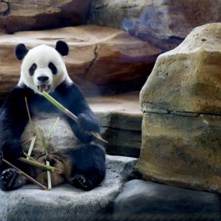 Ένα panda στον ζωολογικό κήπο Safari