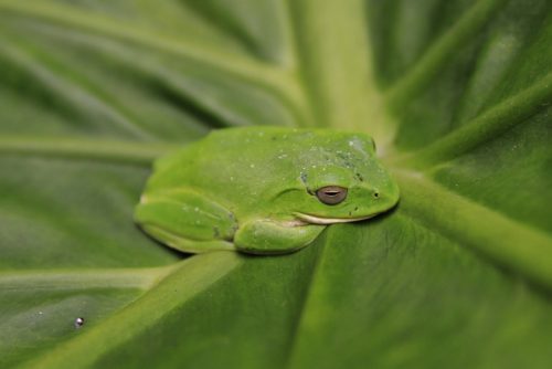 Μύκητας-δολοφόνος έχει εξαφανίσει 90 είδη αμφιβίων σε 50 χρόνια